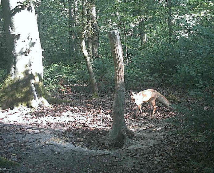 Der Fuchs: Möglicher Träger von Staupe im Landkreis Karlsruhe. (Foto: Landratsamt Karlsruhe)