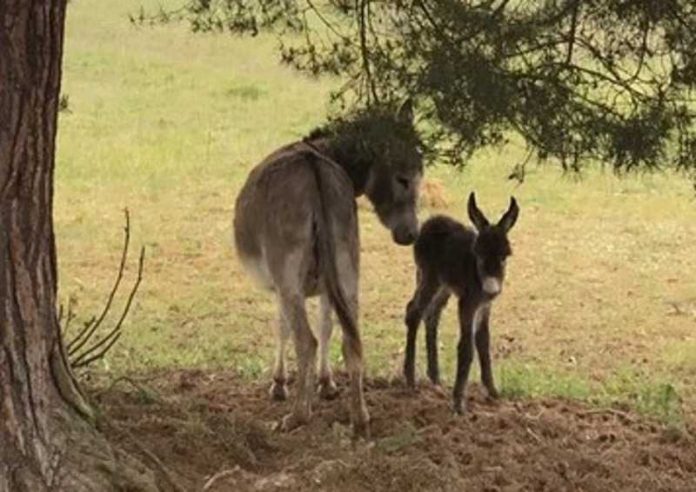 Wer kann Hinweise auf den Verbleib des Jungtieres geben?