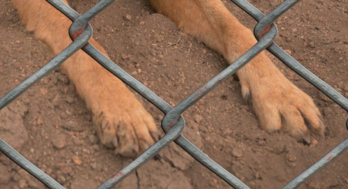 Symbolbild, Tiere, Hund, Pfoten, Zaun
