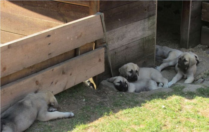 Transport und Vermittlung nur mit Genehmigung: Hunde aus südlichen und östlichen Ländern. (Foto: Landratsamt Karlsruhe)