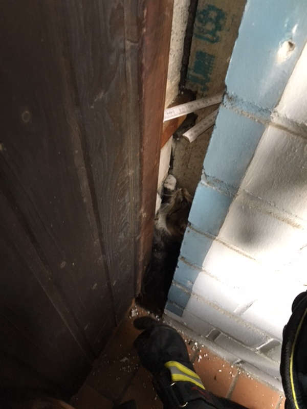 Eine Katze war zwischen einer Mauer und einer Holzverkleidung eingeklemmt (Foto: Feuerwehr Frankfurt) Eine Katze war zwischen einer Mauer und einer Holzverkleidung eingeklemmt (Foto: Feuerwehr Frankfurt)