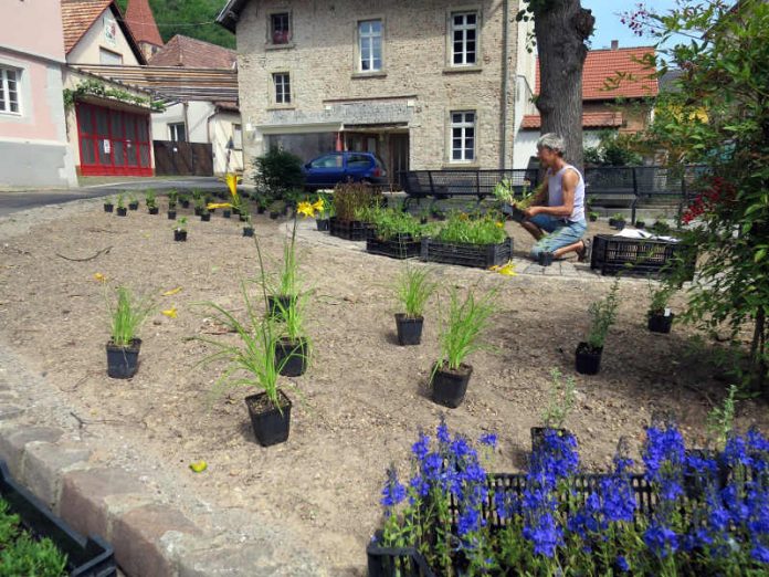 Die Stauden sind bienen- und insektenfreundlich. (Foto: Stadtverwaltung Neustadt)