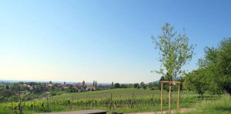 Die neuen Mandelbäume haben schon eine beachtliche Größe, damit ist gewährleistet, dass sie in den nächsten Jahren gut weiterwachsen. (Foto: Stadtverwaltung Neustadt)