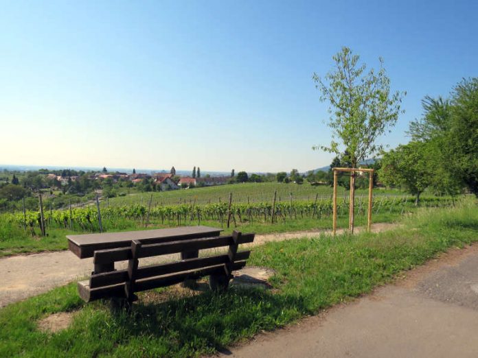 Die neuen Mandelbäume haben schon eine beachtliche Größe, damit ist gewährleistet, dass sie in den nächsten Jahren gut weiterwachsen. (Foto: Stadtverwaltung Neustadt)