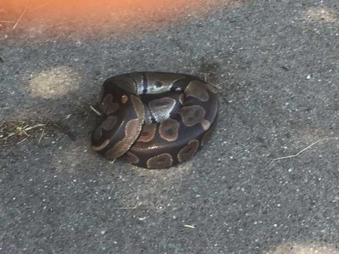 Bild von dem Königspython auf dem Radweg bei Barbelroth