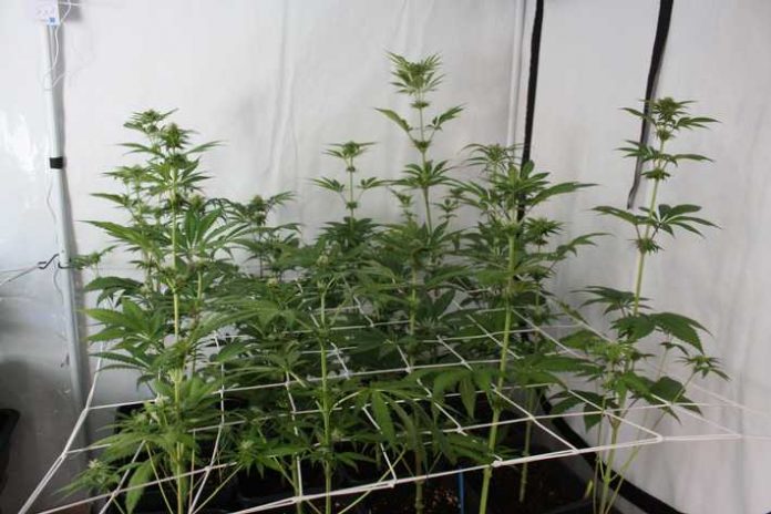 Bei dem verwirrten Mann wurde eine professionelle Indoorplantage gefunden Bei dem verwirrten Mann wurde eine professionelle Indoorplantage gefunden
