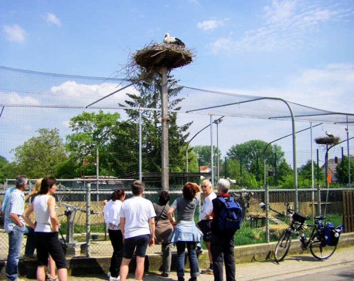 Die Gemeinde Bornheim bietet Spaziergänge zu den Storchennestern an (Foto: Norbert Arend)