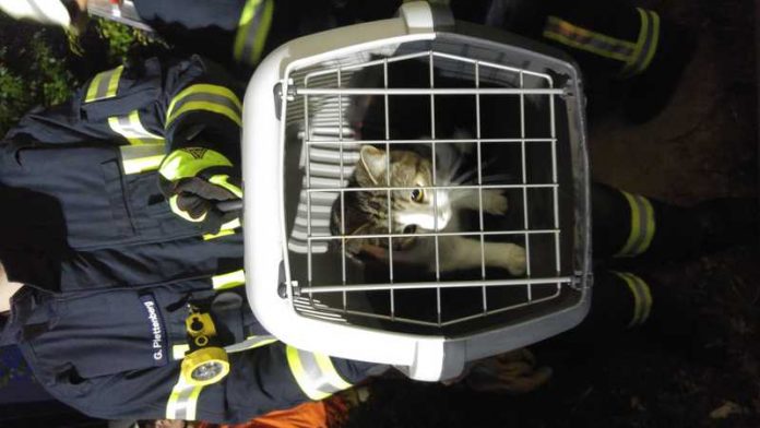 Pinsel wurde gerettet und versorgt Pinsel wurde gerettet und versorgt