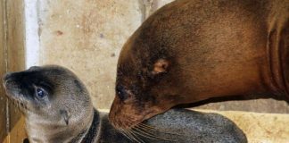 Chicca kümmert sich sehr gut um ihren ersten Nachwuchs. (Foto: Zoo Karlsruhe)