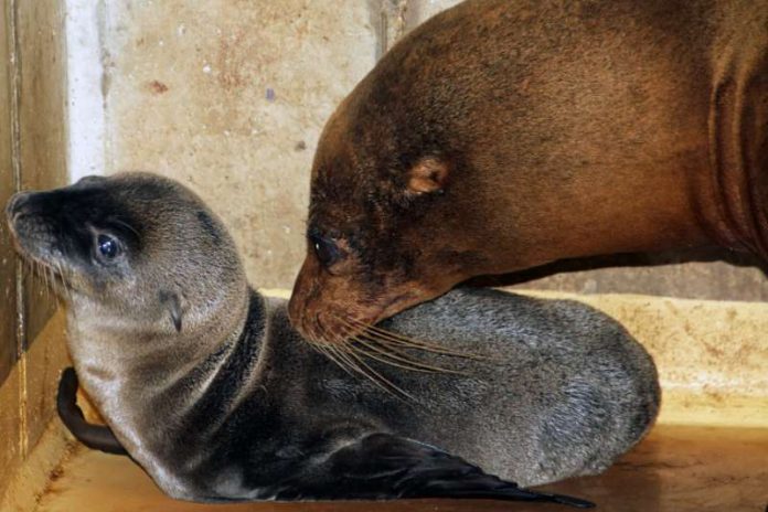 Chicca kümmert sich sehr gut um ihren ersten Nachwuchs. (Foto: Zoo Karlsruhe)