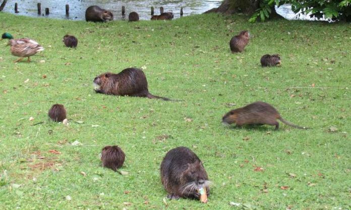 Bitte nicht füttern: Damit die Zahl der Nutria nicht noch weiter steigt, sollen sie nicht gefüttert werden. Nutria verursachen Schäden in der Natur und Landwirtschaft. (Foto: Landratsamt Karlsruhe)