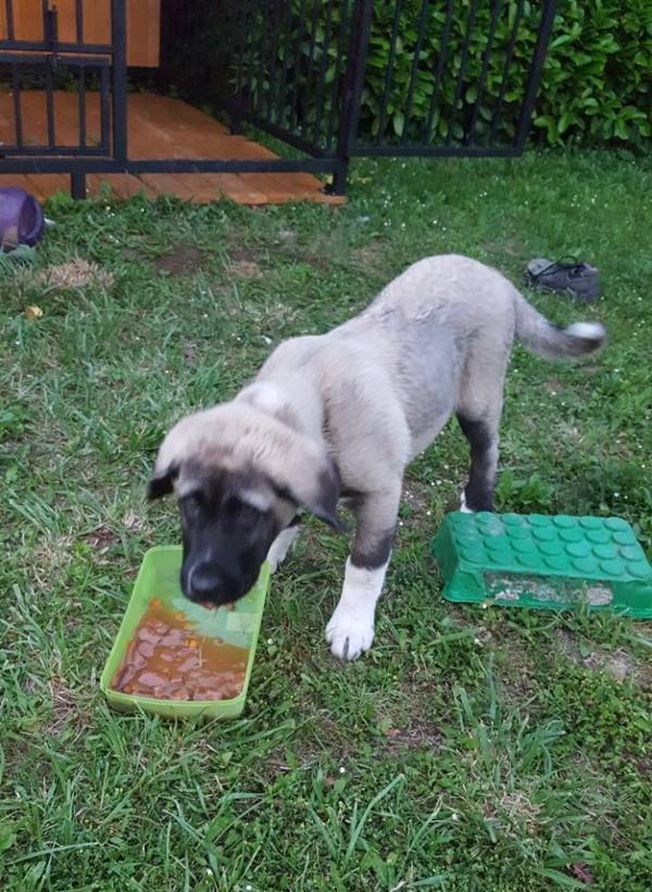 Gesucht wird Kangal-Hündin 