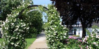 Rosen und Wein Bingen