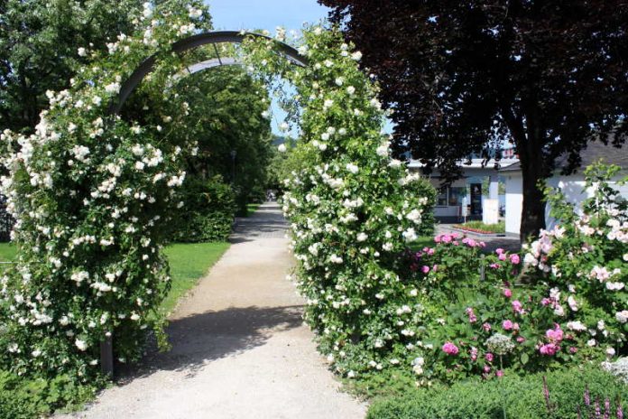 Rosen und Wein Bingen Rosen und Wein Bingen