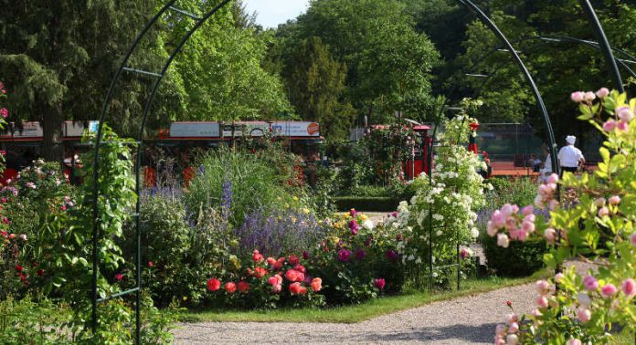 Rosen (Foto: Tourismusverein Südliche Weinstraße Bad Bergzabern) Rosen (Foto: Tourismusverein Südliche Weinstraße Bad Bergzabern)