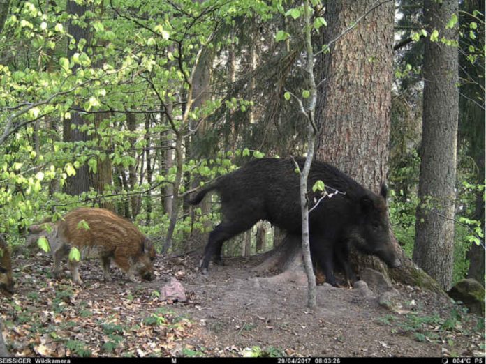 Zwei Wildschweine (Foto: Stadtverwaltung Eberbach)