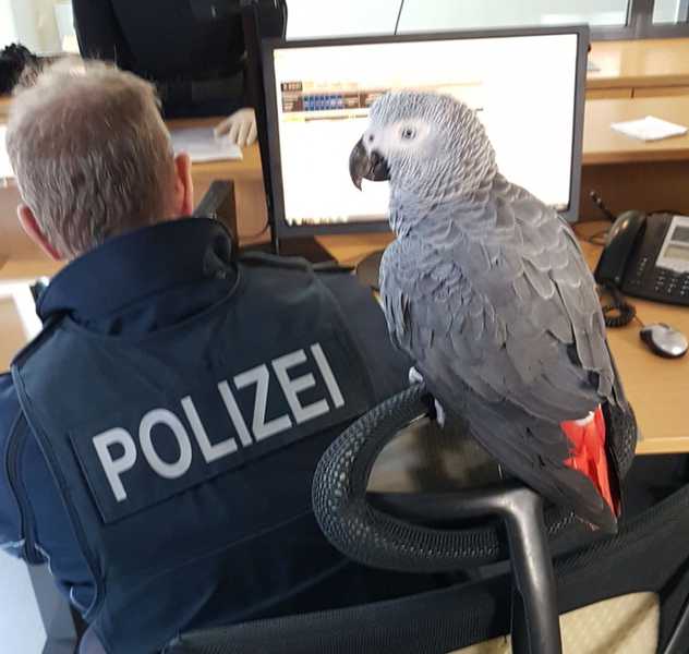 Papagei erkundet Bundespolizeirevier Kaiserlautern