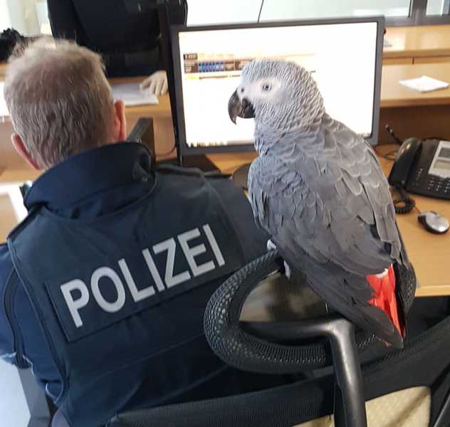Papagei erkundet Bundespolizeirevier Kaiserlautern Papagei erkundet Bundespolizeirevier Kaiserlautern