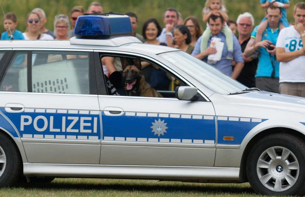 Diensthund im Polizeiauto (Foto: Holger Knecht)