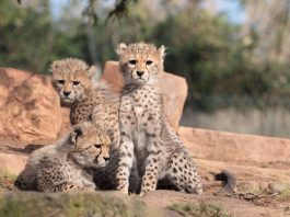 Sudan-Geparden werden in der Wildbahn rar, aber im Zoo Landau erfolgreich nachgezüchtet (Quelle: Zoo Landau/Steffi Heß)
