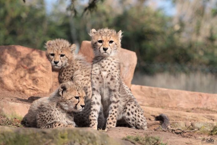 Sudan-Geparden werden in der Wildbahn rar, aber im Zoo Landau erfolgreich nachgezüchtet (Quelle: Zoo Landau/Steffi Heß)