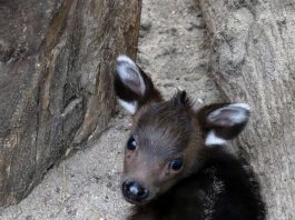 Schopfhirschjunges in Heidelberg am 4. Juni geboren (hier ca. 2 Wochen alt) (Foto: Petra Medan/Zoo Heidelberg)