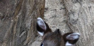 Schopfhirschjunges in Heidelberg am 4. Juni geboren (hier ca. 2 Wochen alt) (Foto: Petra Medan/Zoo Heidelberg)