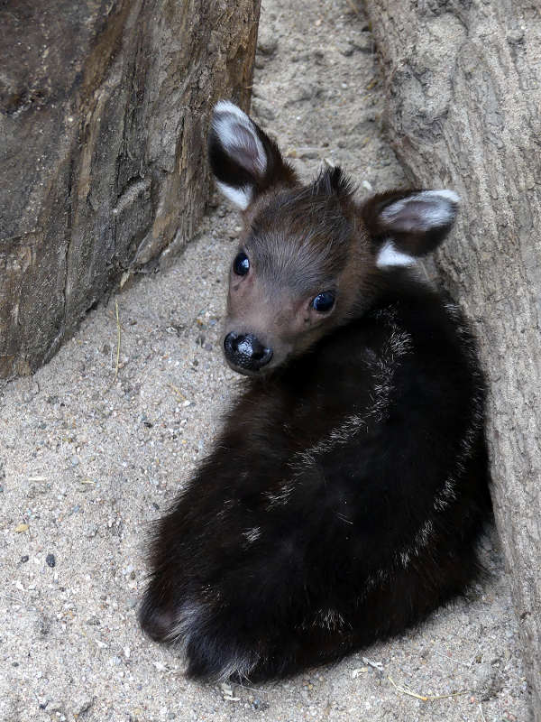 Schopfhirschjunges in Heidelberg am 4. Juni geboren (hier ca. 2 Wochen alt) (Foto: Petra Medan/Zoo Heidelberg)