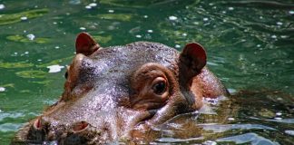 Karl Wilhelm wird zusammen mit zwei Weibchen in einer neuen Flusspferdgruppe in Tschechien leben (Foto: Zoo Karlsruhe)