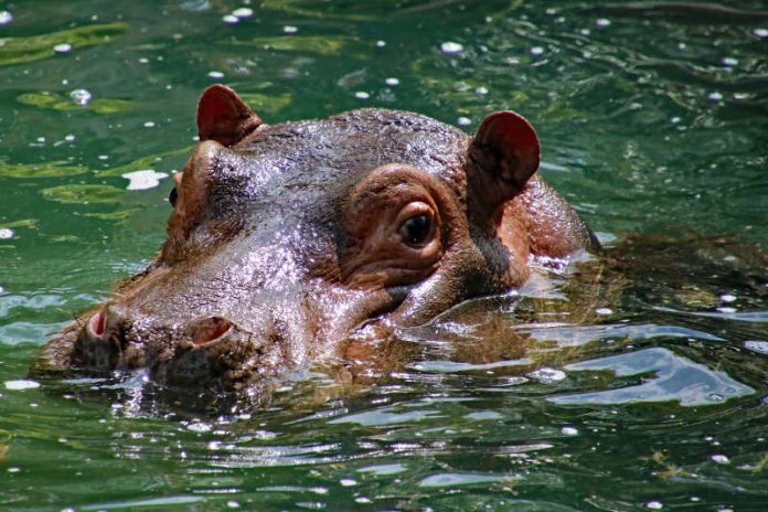 Karl Wilhelm wird zusammen mit zwei Weibchen in einer neuen Flusspferdgruppe in Tschechien leben (Foto: Zoo Karlsruhe)