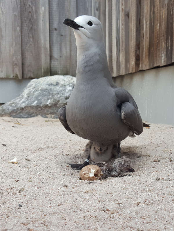 Graumöwe mit zweitem frischgeschlüpten Jungtier (Foto: S. Borchardt/Zoo Heidelberg)