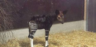 Okapi-Jungtier (Foto: Zoo Frankfurt)