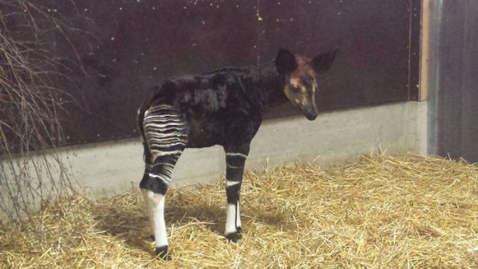 Okapi-Jungtier (Foto: Zoo Frankfurt)