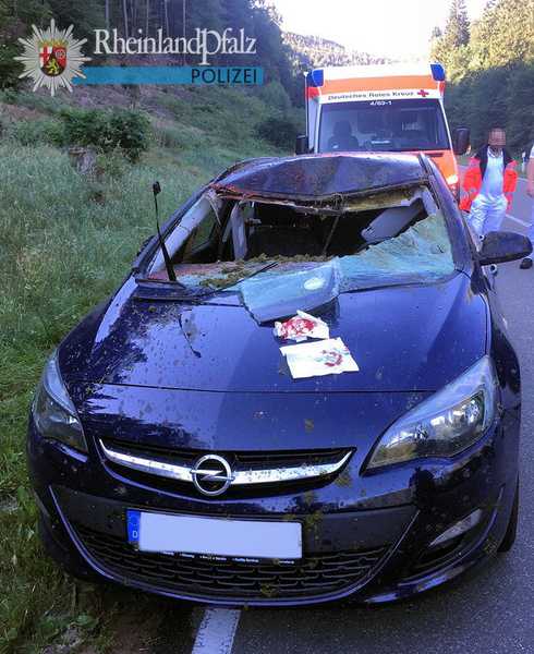 An dem Opel splitterte durch die Kollision mit dem Hirsch die Frontscheibe und der Fahrer wurde durch die Glassplitter verletzt.