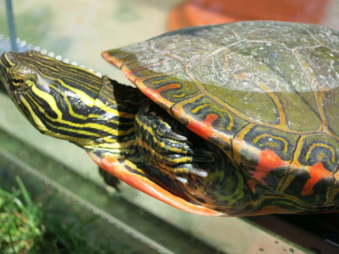 Die gefundene Sumpfschildkröte (Foto: Stadt Speyer)