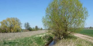 Triefenbach (Foto: Verbandsgemeinde Edenkoben, Fachbereich Natürliche Lebensgrundlagen, Bauen)