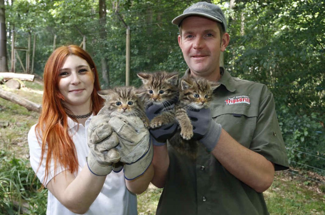 Drei Wildkatzenbabys in besten Händen (Foto: Erlebnispark Tripsdrill GmbH & Co. KG)