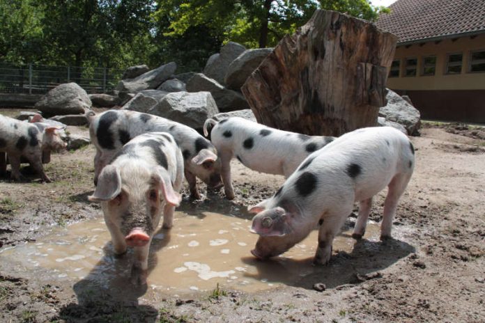 Ein tolles Erlebnis: Während des Ferienprogramms sehen die Kinder hinter die Kulissen des Tiergartens. Selbstverständlich darf hierbei die Tierbegegnung nicht fehlen. (Foto: Freizeitbetriebe Worms)