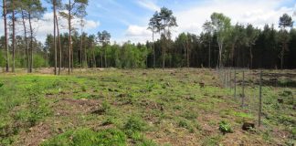 Waldbeweidung im Bienwald (Foto: Kreisverwaltung Germersheim)