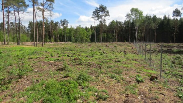 Waldbeweidung im Bienwald (Foto: Kreisverwaltung Germersheim)