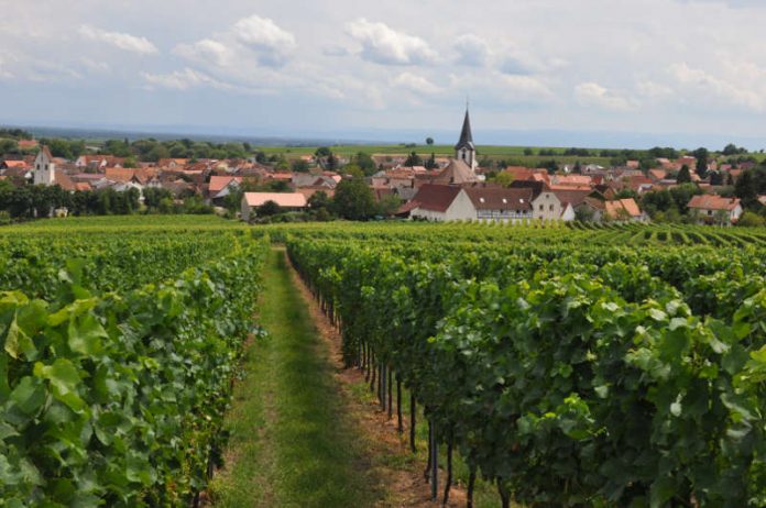 Die Landauer Stadtdörfer – hier Mörzheim – stehen im Zentrum der Goetheparkplaudereien zum Thema „Rund um den Wein“ am Sonntag, 30. Juli. (Foto: Stadt Landau in der Pfalz)