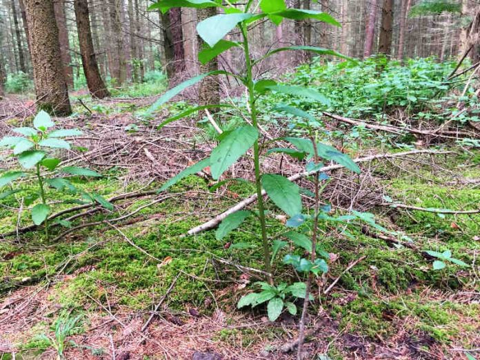 So sieht der aktuelle Entwicklungsstand der Kermesbeere im Unteren Wald aus: Jetzt, bevor sie Früchte bildet, besteht die Chance, die Verbreitung einzudämmen. Dies versucht das Kreisforstamt in einer gemeinsamen Aktion mit Bürgerinnen und Bürgern am Freitag, 21. Juli. Foto: Landratsamt Rhein-Neckar-Kreis)