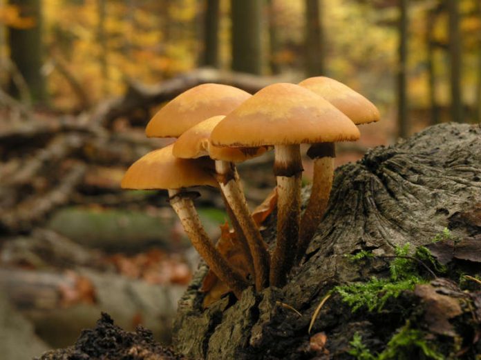 Gemeines Stockschwämmchen (Foto: G. Muller)