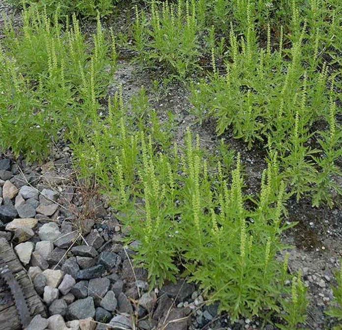 Beifuß-Ambrosie (Foto: Stadt Ludwigshafen) Beifuß-Ambrosie (Foto: Stadt Ludwigshafen)
