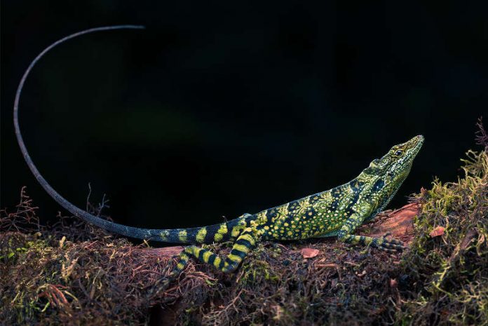 Auch seltene Anolis leben in dem von der Artenschutzstiftung erworbenen Areal. (Foto: Artenschutzstiftung Zoo Karlsruhe)