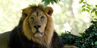 Trauriger Abschied: Löwe KASHI musste eingeschläfert werden - ( Bild: Michael Leibfritz)
