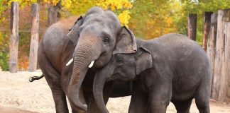 Elefanten (Foto: Gerd Löwenbrück/Zoo Heidelberg)