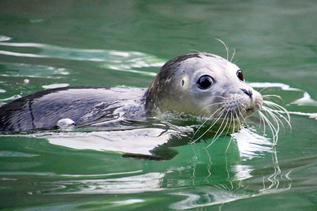 Eine Stunde nach seiner Geburt ging Felix erstmals ins Wasser (Foto: Zoo Landau)