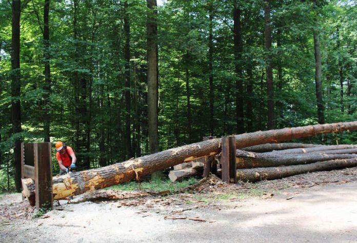 Ein Forstwirt des Kreisforstamtes nimmt einen Trennschnitt vor an einem Stamm, dessen Spannung künstlich vom Spannungssimulator erzeugt wurde. (Foto: Landratsamt Rhein-Neckar-Kreis)