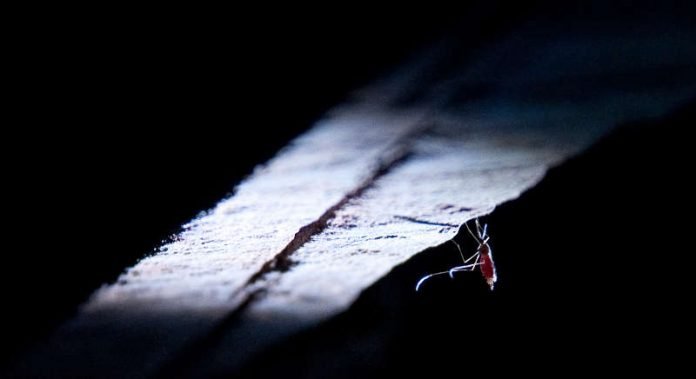 Moskitos sind das gefährlichste Tier auf der Erde – sie übertragen Krankheiten wie Malaria, Dengue, Zika und Gelbfieber und verursachen mehr Todesfälle als jedes andere Lebewesen. (Foto: Ricardo Hantzschel/BASF)